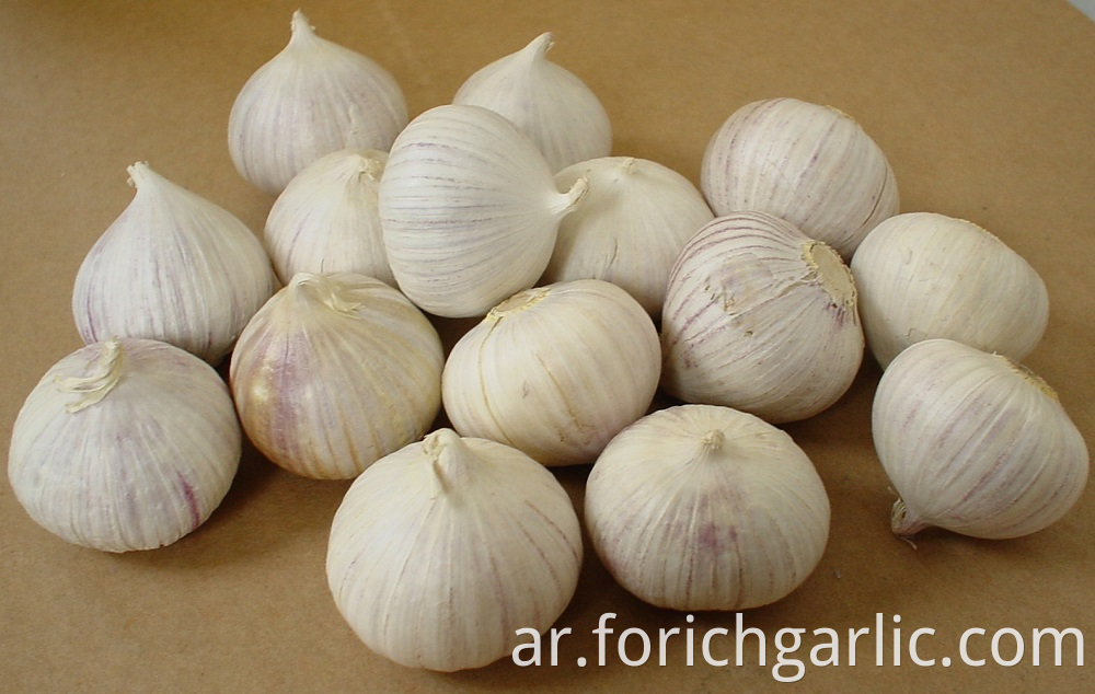 Solo Garlic